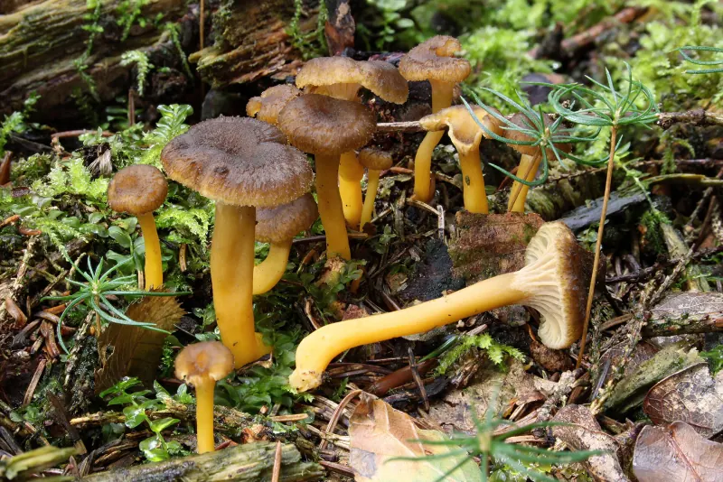 Un groupe de chanterelles en tube dans la litière d’une forêt de conifères