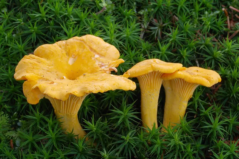 Trois girolles dans un tapis de mousse
