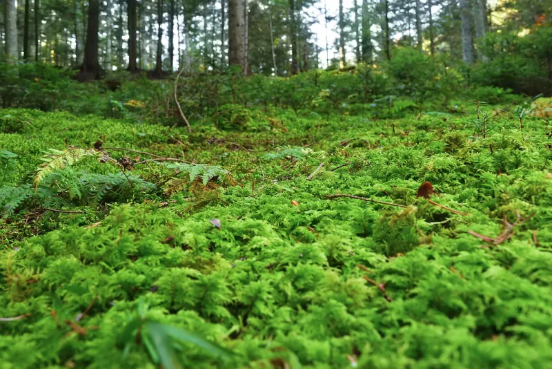 Un tapis de mousse sur le sol d’une forêt de conifères