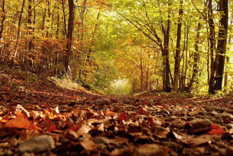 Un sentier couvert de feuilles mortes sous des hêtres en automne