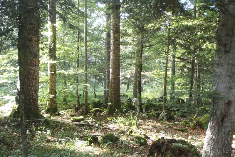 Sous-bois de sapins et de hêtres sur des blocs de calcaire moussus, dans la forêt de Lente (Vercors)