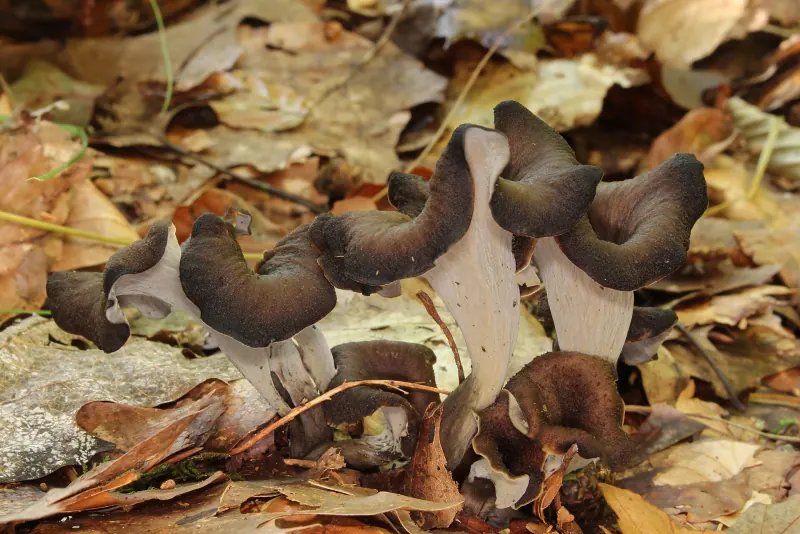 Des trompettes de la mort dans les feuilles mortes de hêtre